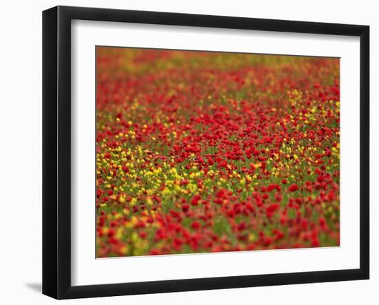 Field Poppy (Papaver Rhoeas)-Adrian Bicker-Framed Photographic Print