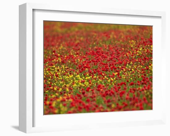 Field Poppy (Papaver Rhoeas)-Adrian Bicker-Framed Photographic Print