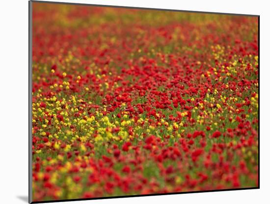 Field Poppy (Papaver Rhoeas)-Adrian Bicker-Mounted Photographic Print