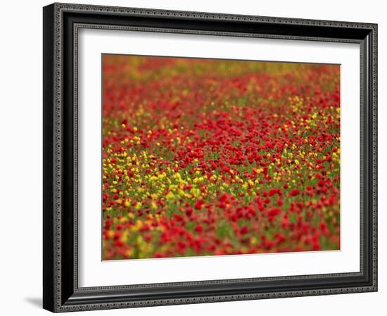 Field Poppy (Papaver Rhoeas)-Adrian Bicker-Framed Photographic Print