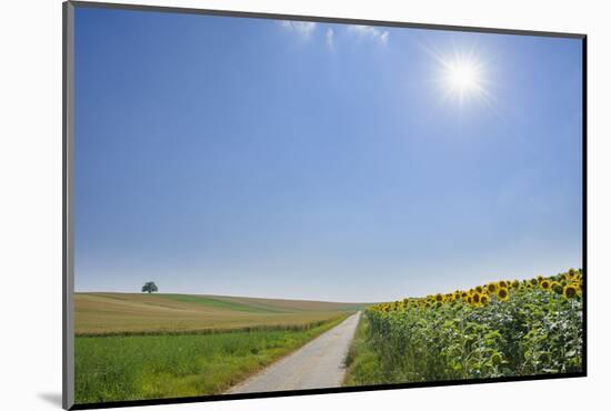 Field road with sunflower field and sun in summer, Franconia, Bavaria, Germany-Raimund Linke-Mounted Photographic Print