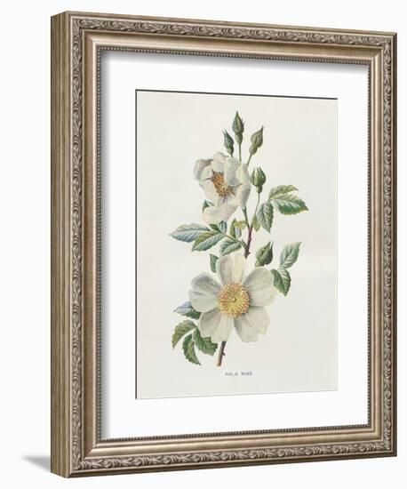 Field Rose-Gwendolyn Babbitt-Framed Art Print