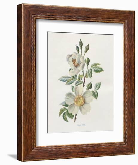 Field Rose-Gwendolyn Babbitt-Framed Art Print