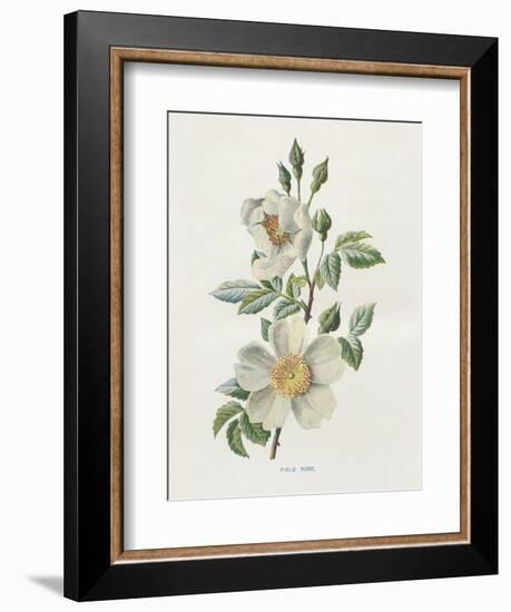 Field Rose-Gwendolyn Babbitt-Framed Art Print