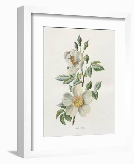 Field Rose-Gwendolyn Babbitt-Framed Art Print