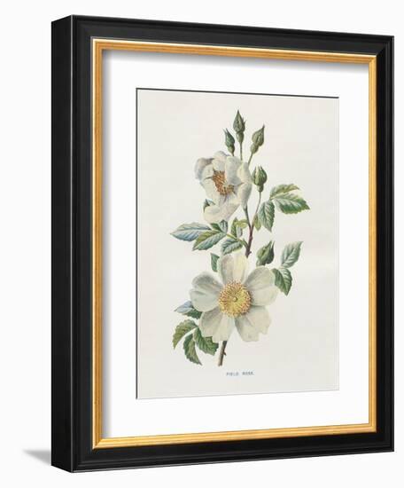 Field Rose-Gwendolyn Babbitt-Framed Art Print