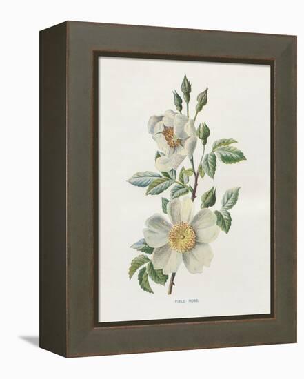 Field Rose-Gwendolyn Babbitt-Framed Stretched Canvas