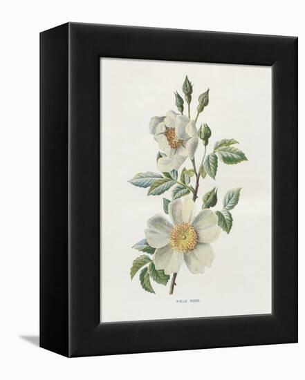 Field Rose-Gwendolyn Babbitt-Framed Stretched Canvas