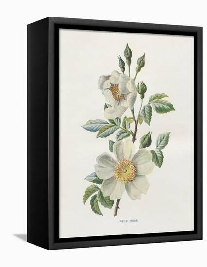 Field Rose-Gwendolyn Babbitt-Framed Stretched Canvas