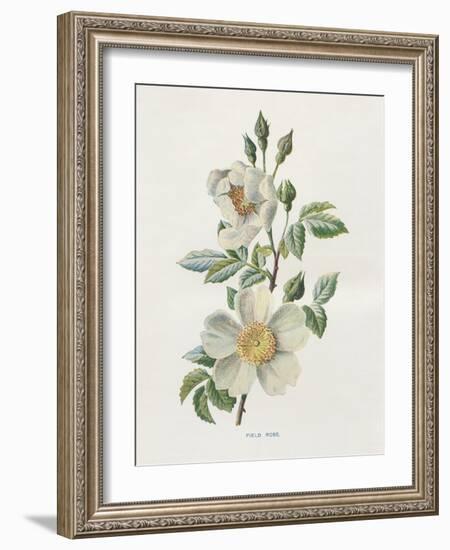 Field Rose-Gwendolyn Babbitt-Framed Art Print