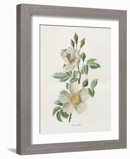 Field Rose-Gwendolyn Babbitt-Framed Art Print