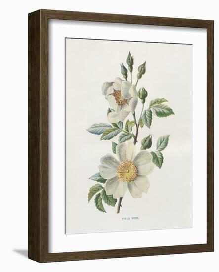 Field Rose-Gwendolyn Babbitt-Framed Art Print