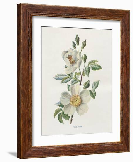 Field Rose-Gwendolyn Babbitt-Framed Art Print