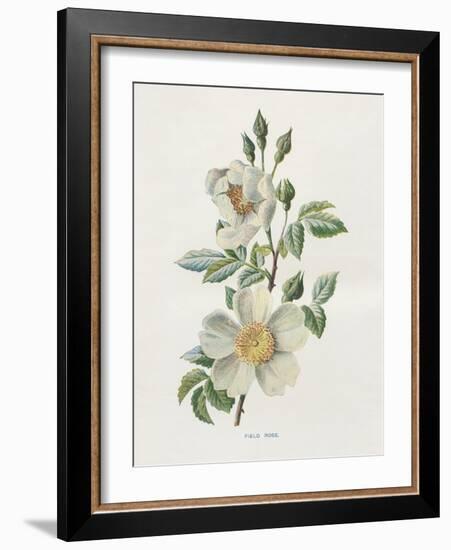 Field Rose-Gwendolyn Babbitt-Framed Art Print