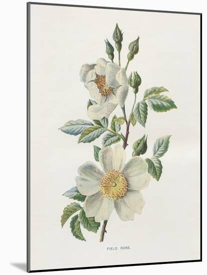 Field Rose-Gwendolyn Babbitt-Mounted Art Print
