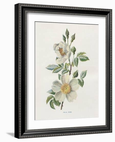 Field Rose-Gwendolyn Babbitt-Framed Art Print