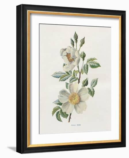 Field Rose-Gwendolyn Babbitt-Framed Art Print