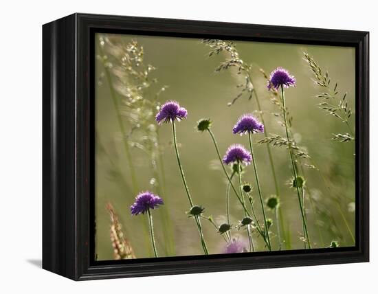 Field scabious flowering in meadow, Italy-Konrad Wothe-Framed Premier Image Canvas