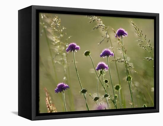 Field scabious flowering in meadow, Italy-Konrad Wothe-Framed Premier Image Canvas