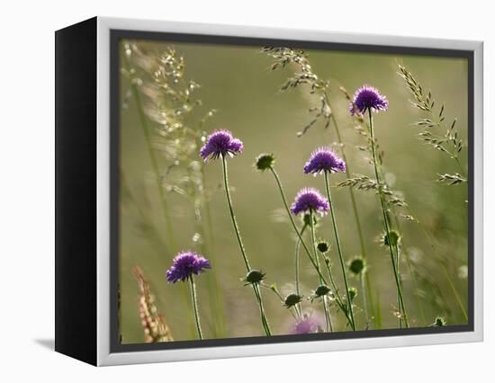 Field scabious flowering in meadow, Italy-Konrad Wothe-Framed Premier Image Canvas