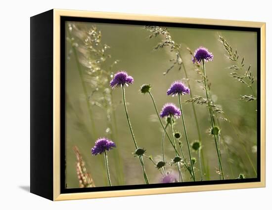 Field scabious flowering in meadow, Italy-Konrad Wothe-Framed Premier Image Canvas