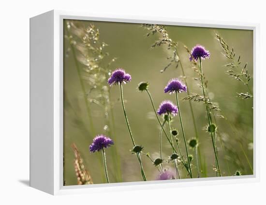 Field scabious flowering in meadow, Italy-Konrad Wothe-Framed Premier Image Canvas