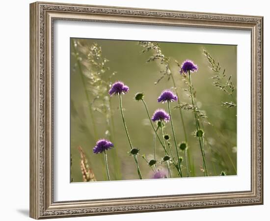 Field scabious flowering in meadow, Italy-Konrad Wothe-Framed Photographic Print