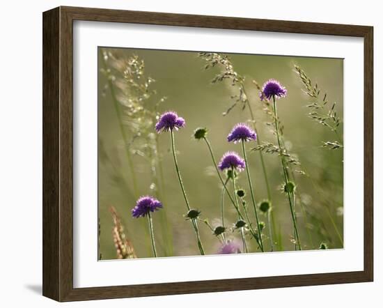 Field scabious flowering in meadow, Italy-Konrad Wothe-Framed Photographic Print