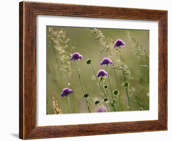 Field scabious flowering in meadow, Italy-Konrad Wothe-Framed Photographic Print