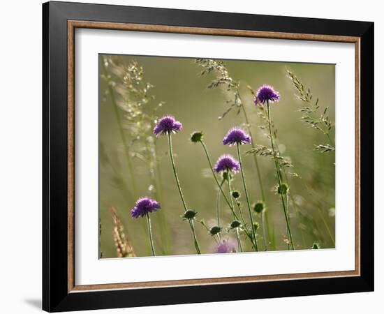 Field scabious flowering in meadow, Italy-Konrad Wothe-Framed Photographic Print