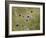 Field scabious flowering in meadow, Italy-Konrad Wothe-Framed Photographic Print
