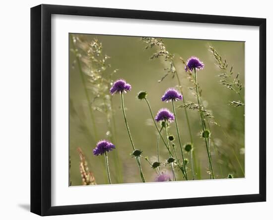 Field scabious flowering in meadow, Italy-Konrad Wothe-Framed Photographic Print