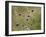 Field scabious flowering in meadow, Italy-Konrad Wothe-Framed Photographic Print