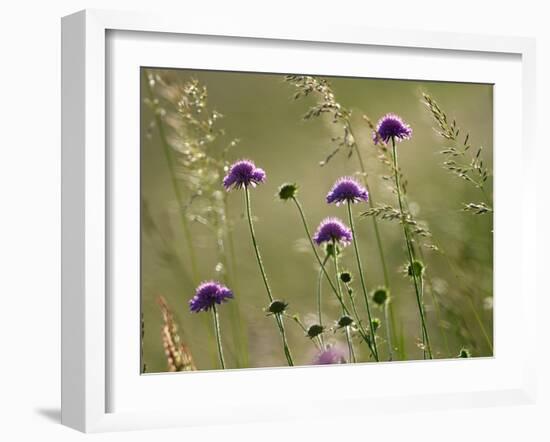 Field scabious flowering in meadow, Italy-Konrad Wothe-Framed Photographic Print