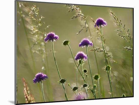 Field scabious flowering in meadow, Italy-Konrad Wothe-Mounted Photographic Print