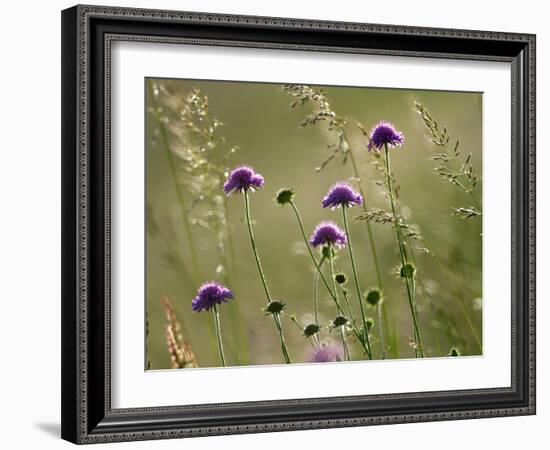 Field scabious flowering in meadow, Italy-Konrad Wothe-Framed Photographic Print