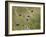 Field scabious flowering in meadow, Italy-Konrad Wothe-Framed Photographic Print