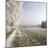 Field Scenery, Wood, Hoarfrost-Roland T.-Mounted Photographic Print