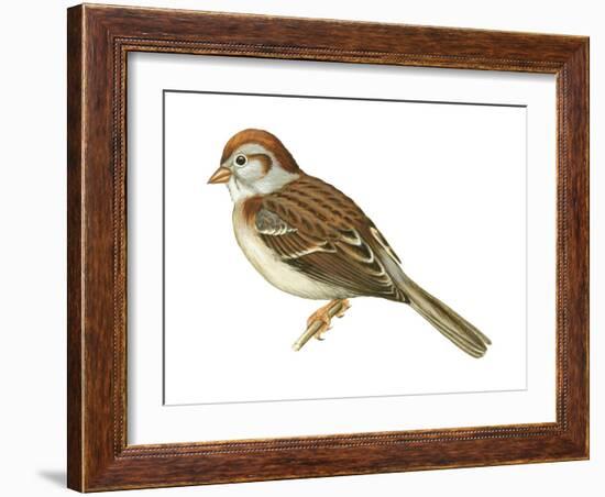 Field Sparrow (Spizella Pusilla), Birds-Encyclopaedia Britannica-Framed Art Print