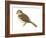 Field Sparrow (Spizella Pusilla), Birds-Encyclopaedia Britannica-Framed Art Print