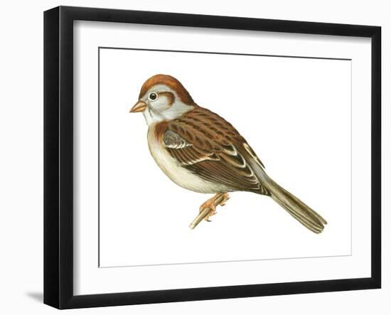 Field Sparrow (Spizella Pusilla), Birds-Encyclopaedia Britannica-Framed Art Print