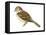 Field Sparrow (Spizella Pusilla), Birds-Encyclopaedia Britannica-Framed Stretched Canvas