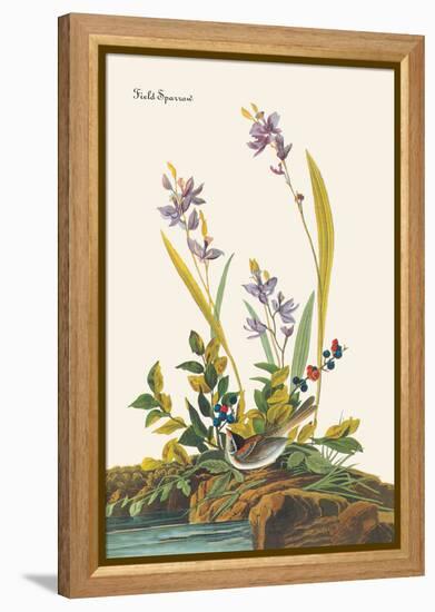 Field Sparrow-John James Audubon-Framed Stretched Canvas