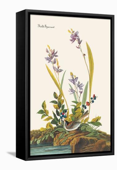 Field Sparrow-John James Audubon-Framed Stretched Canvas