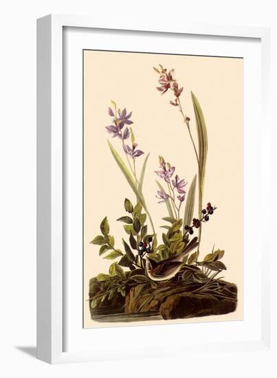 Field Sparrow-John James Audubon-Framed Giclee Print