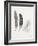 Field Study Feather Trio-Jurgen Gottschlag-Framed Art Print