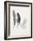 Field Study Feather Trio-Jurgen Gottschlag-Framed Art Print