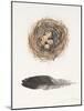 Field Study Nest-Jurgen Gottschlag-Mounted Art Print