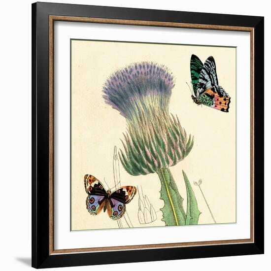 Field Thistle-Louis Van Houtte-Framed Art Print