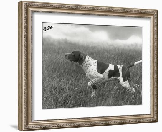 Field Trials Champion Banchory Grouse Owned by Lorna Countess Howe-Thomas Fall-Framed Photographic Print